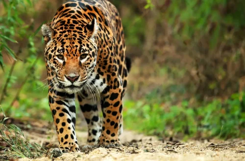 Jaguar in their natural habitat