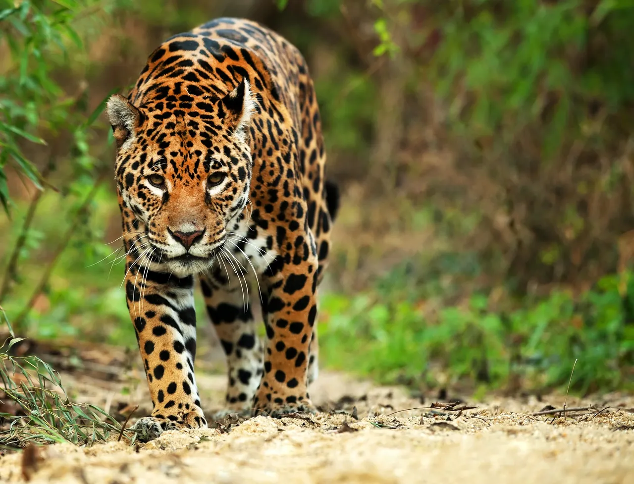 Jaguar in their natural habitat