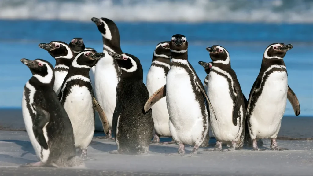 Magellanic Penguins in remote Southern Chile