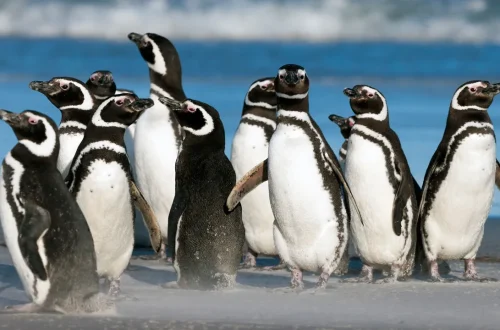 Magellanic Penguins in remote Southern Chile