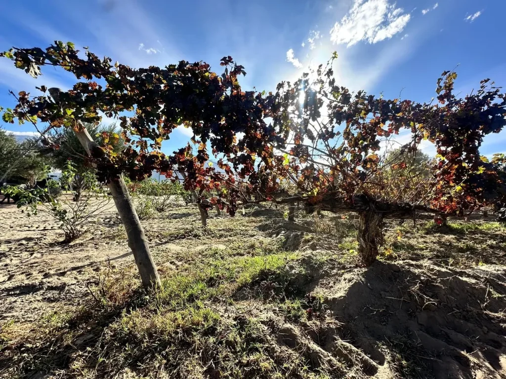 The vineyards of the lesser known Cafayate region
