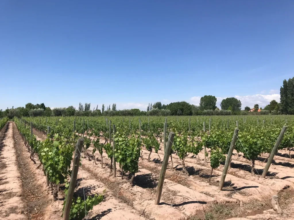 The lush vineyards and blue skies of Montevideo, Uruguay. An undiscovered gem for your South America wine holiday