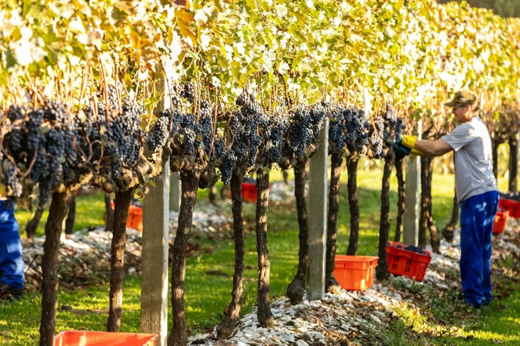 Traditional wine harvesting in Serra Gaucha, Southern Brazil