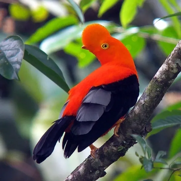 Birds of the Cloud Forest