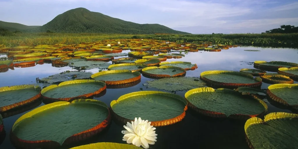 Lilly Pads of the Pantanal, Brazil