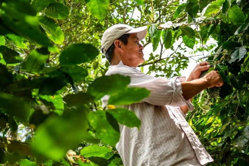 A local farmer demonstrates traditional coffee farming methods in the Galapagos islands