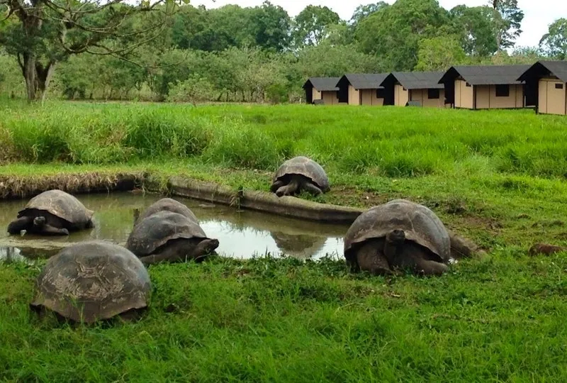 Discover Giant Tortoise while staying in an actual Tortoise reserve. A really unique way to enjoy your holiday in The Galapagos islands.