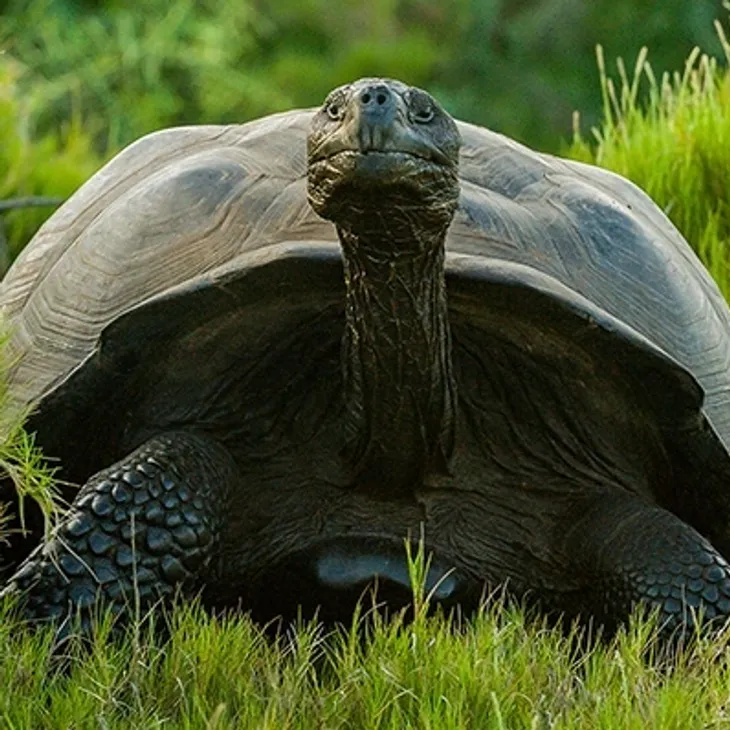 Meet the Galapagos wildlife