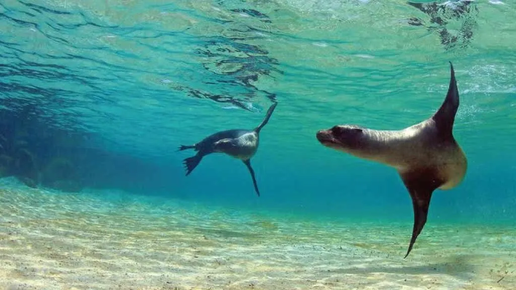 Swim with Sea lions and other amazing marine life in the clear blue waters of The Galapagos Islands
