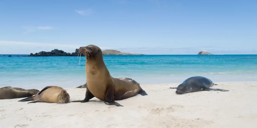 These Sea Lions are just some of the incredible marine life found on a holiday to the Galapagos Islands