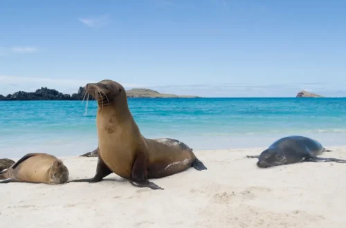 These Sea Lions are just some of the incredible marine life found on a holiday to the Galapagos Islands