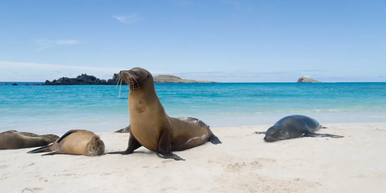 These Sea Lions are just some of the incredible marine life found on a holiday to the Galapagos Islands