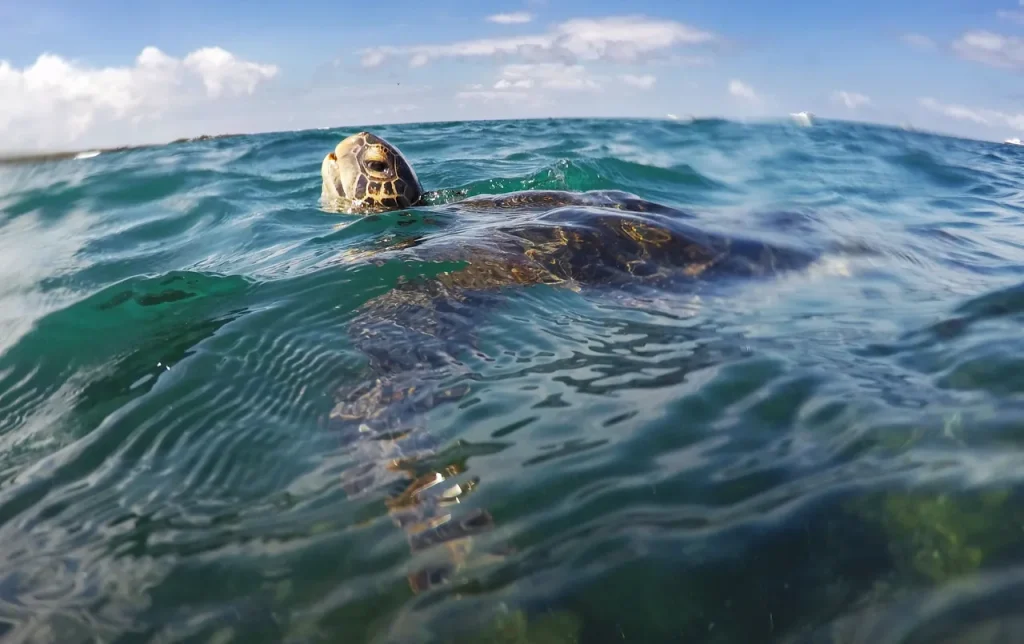 A turtle swimming in deeper seas is one of the many highlights you would hope to see on your holiday