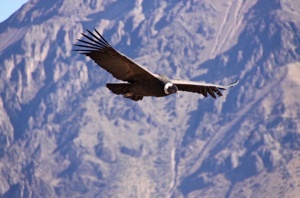 Colca Canyon