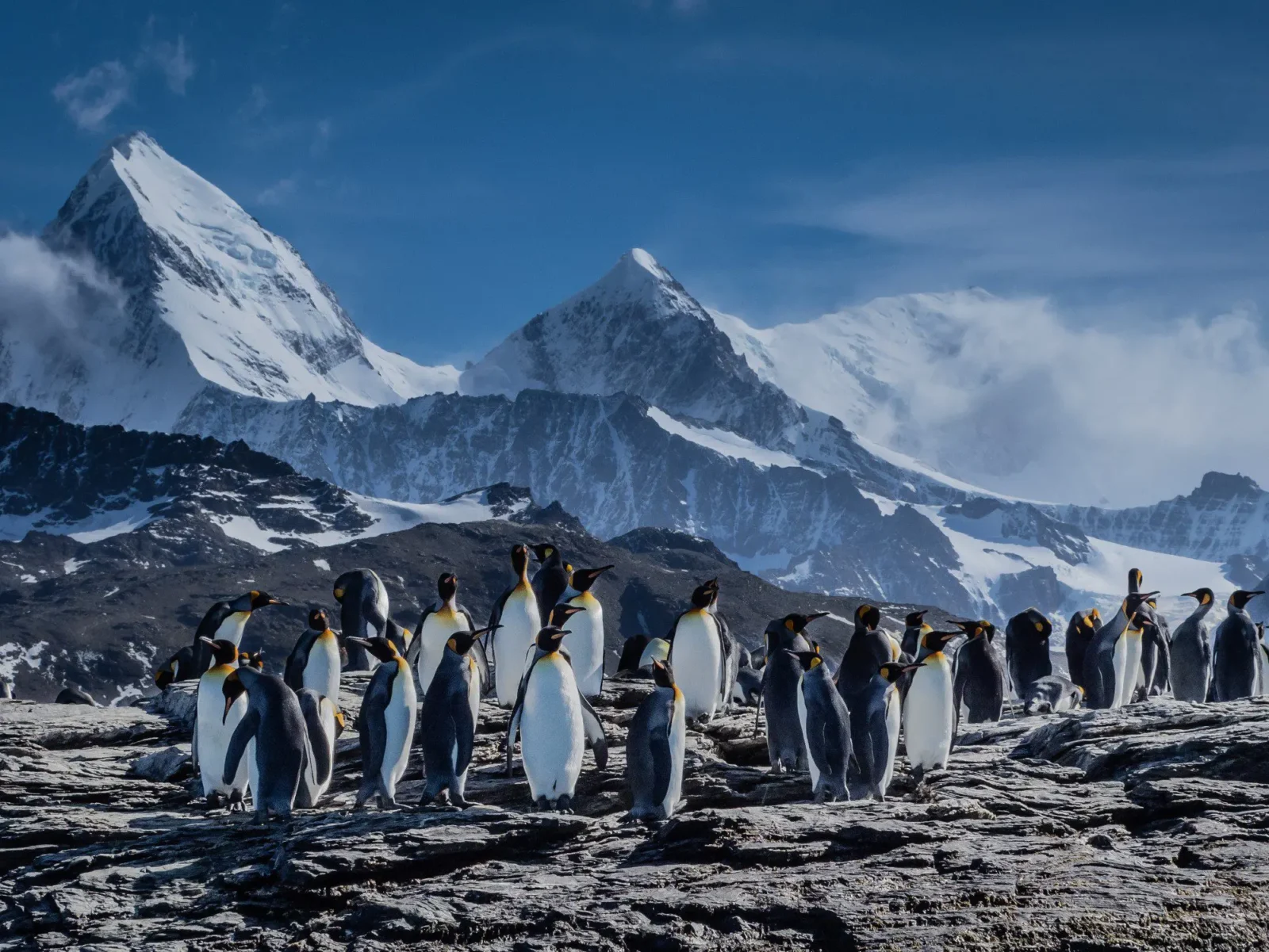 Witness incredible penguin colonies in Antarctica