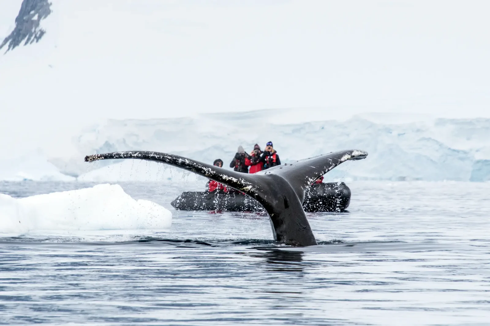 See whales up close in Antarctica