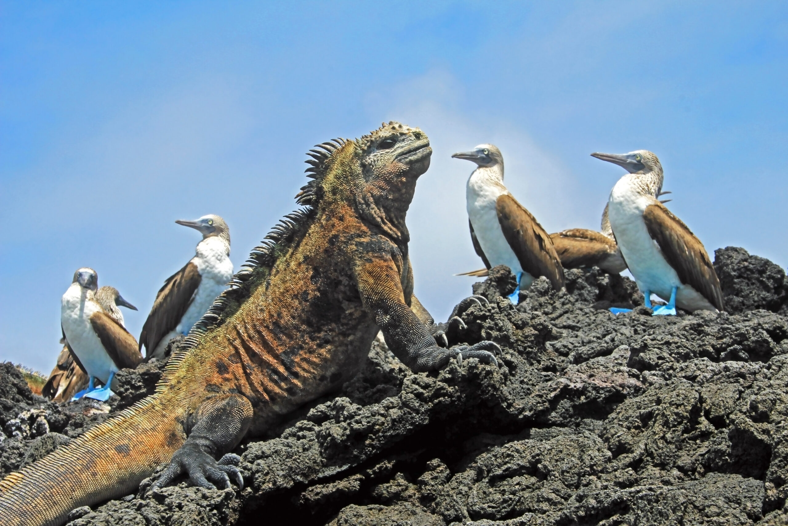 Marine and bird life found in the Galapagos Islands