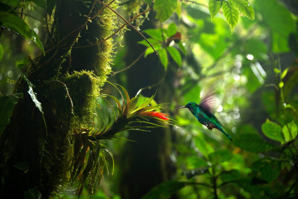 Focus,Selection.,Hummingbird,In,The,Rain,Forest,Of,Costa,Rica