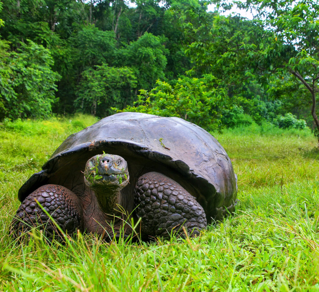A Giant Tortoise, found in The Galapagos Islands