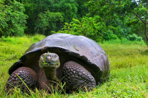 Galapagos,Giant,Tortoise,With,Young,Woman,Sitting