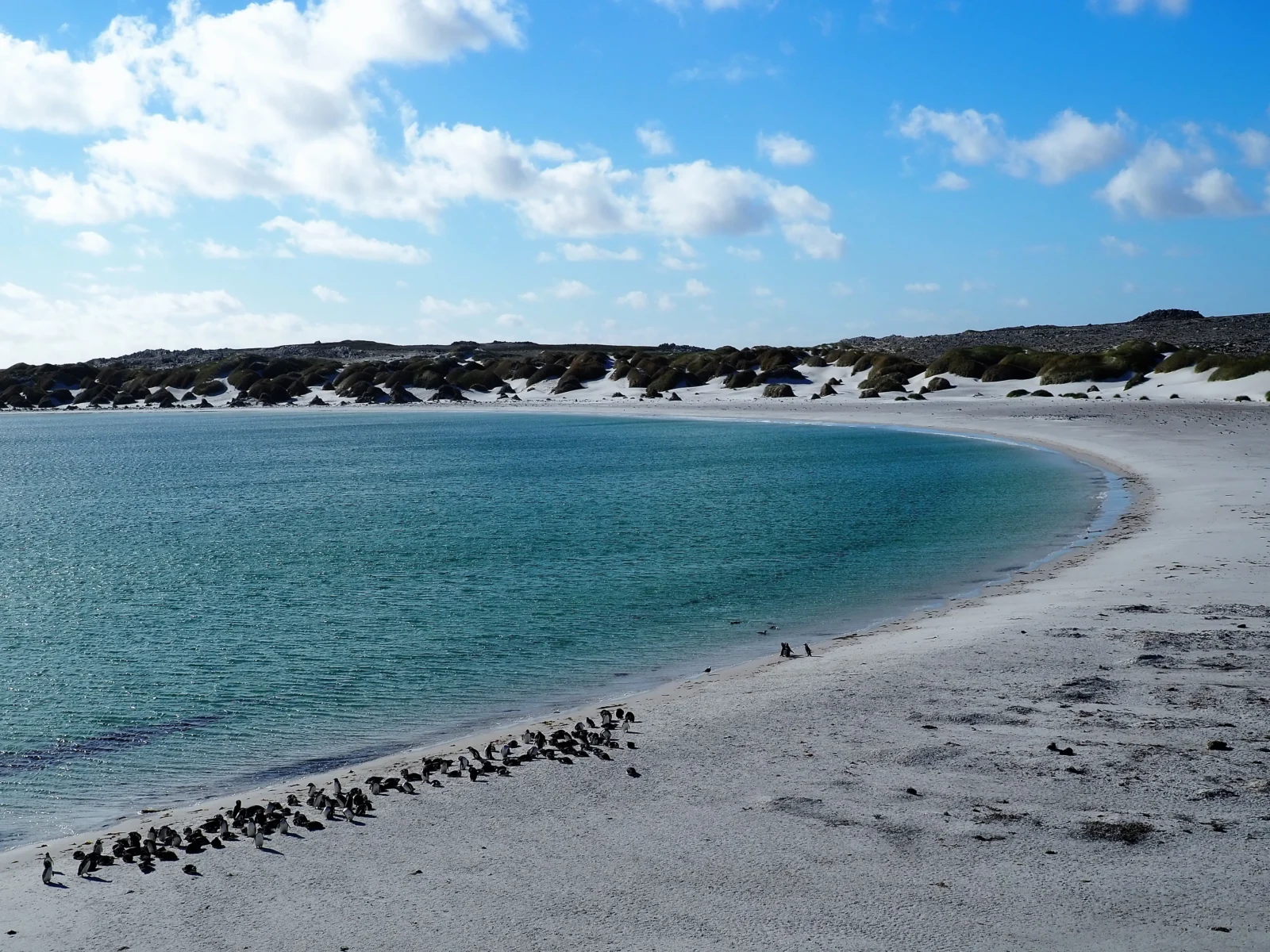 Explore the white sands of Gypsy Cove, in the East Falkland Islands