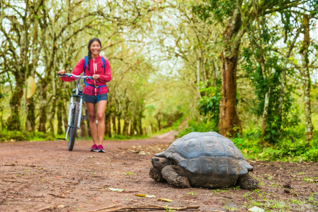 Cycle to The Wall Of Tears and encounter Giant Tortoise along the way