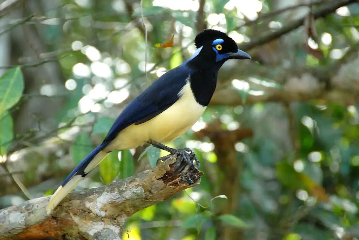 Spot incredible birds and wildlife in Misiones Rainforest in Argentina