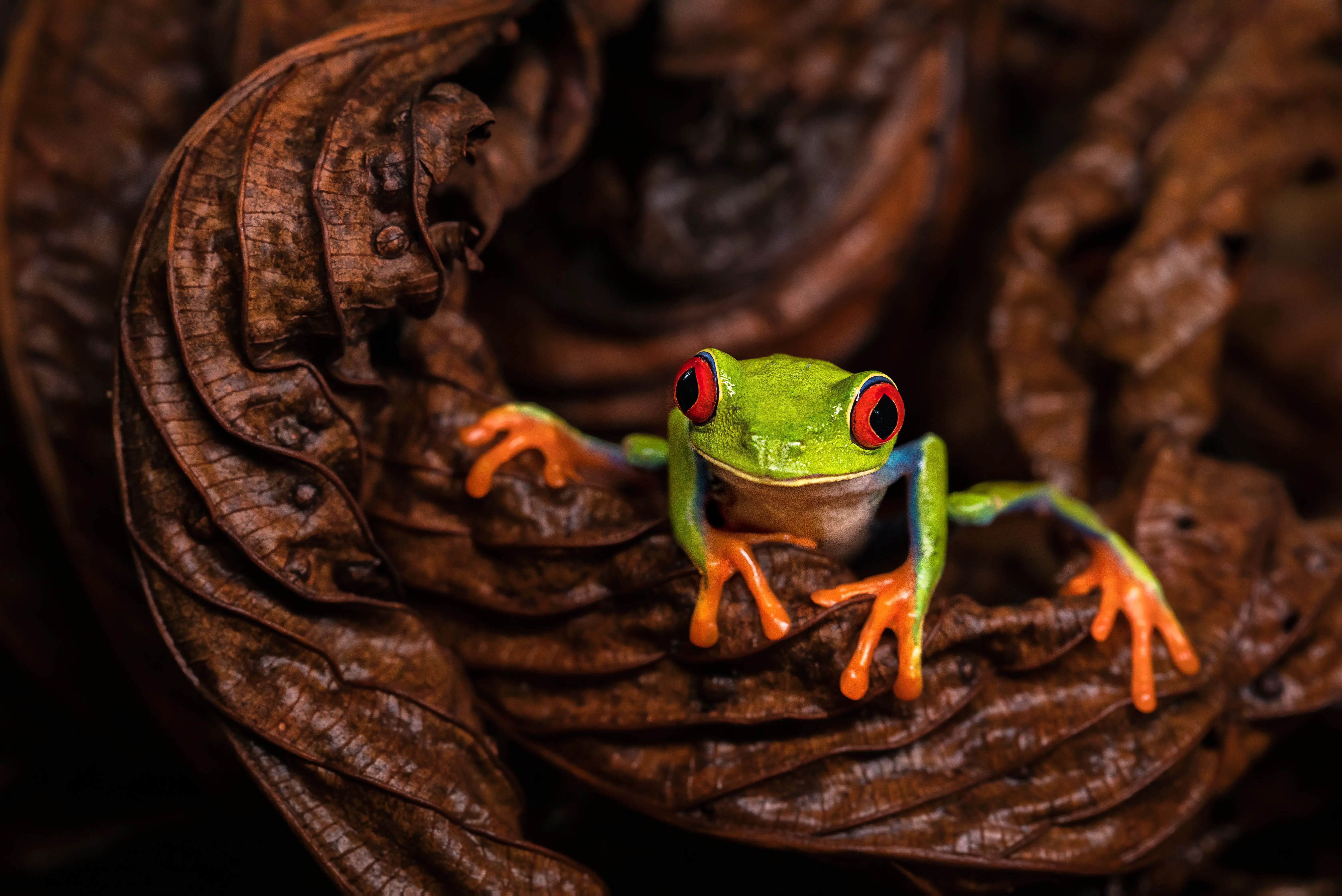 Discover Sarapiqui, and off the beaten track virgin rainforest in Costa Rica