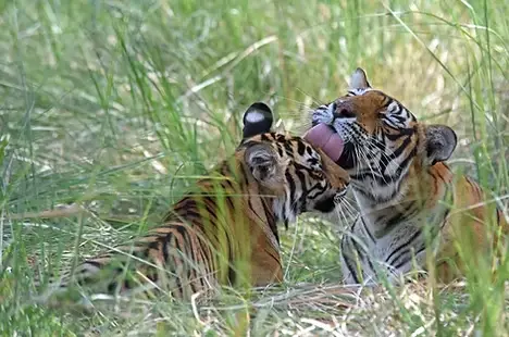 Go in search of Tigers on a jeep safari in Ranthambore National Park, Rajasthan, India