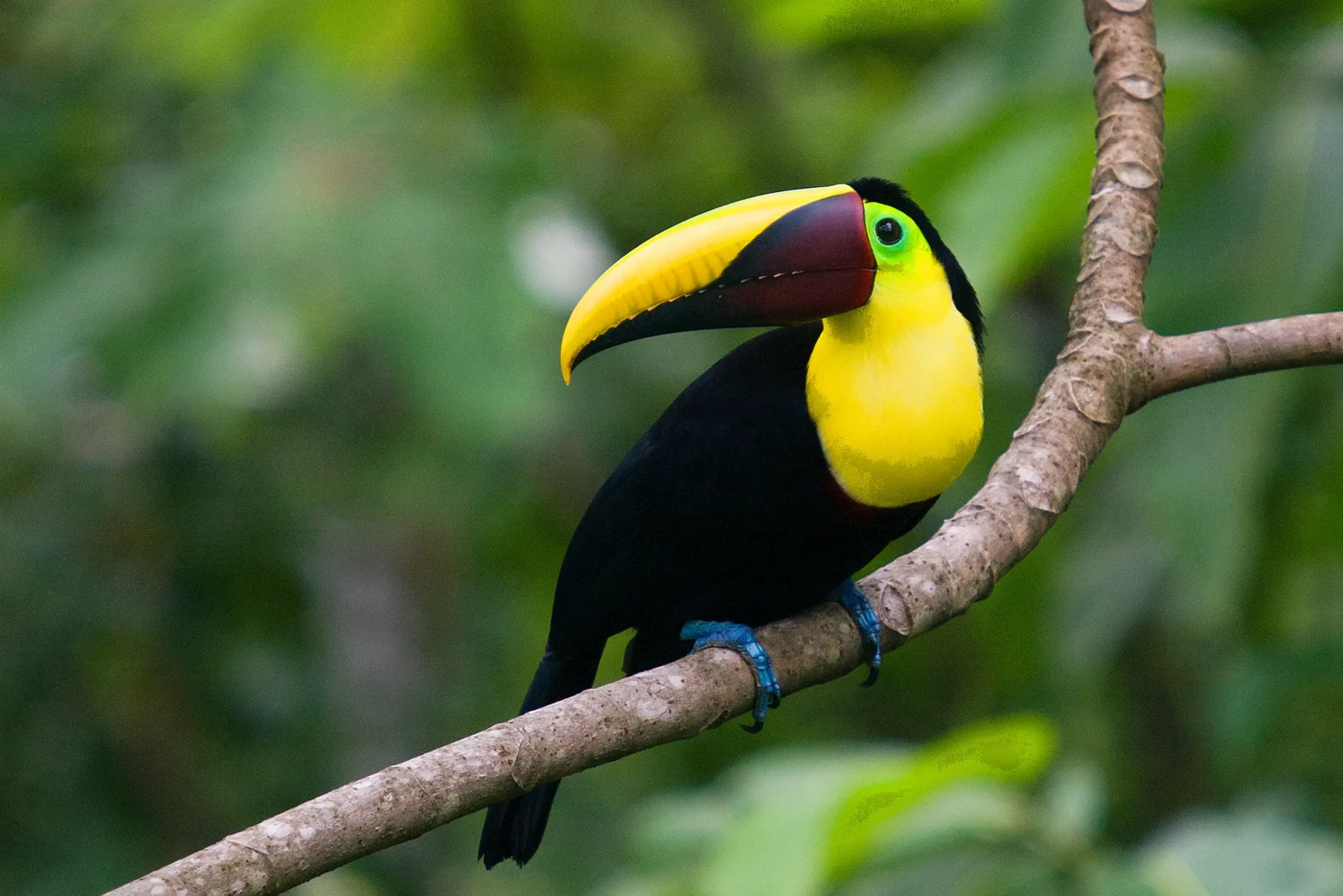 Visit the Toucan Rescue Ranch in San Jose, Costa Rica