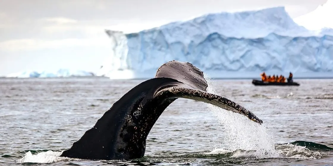 A Whales tail