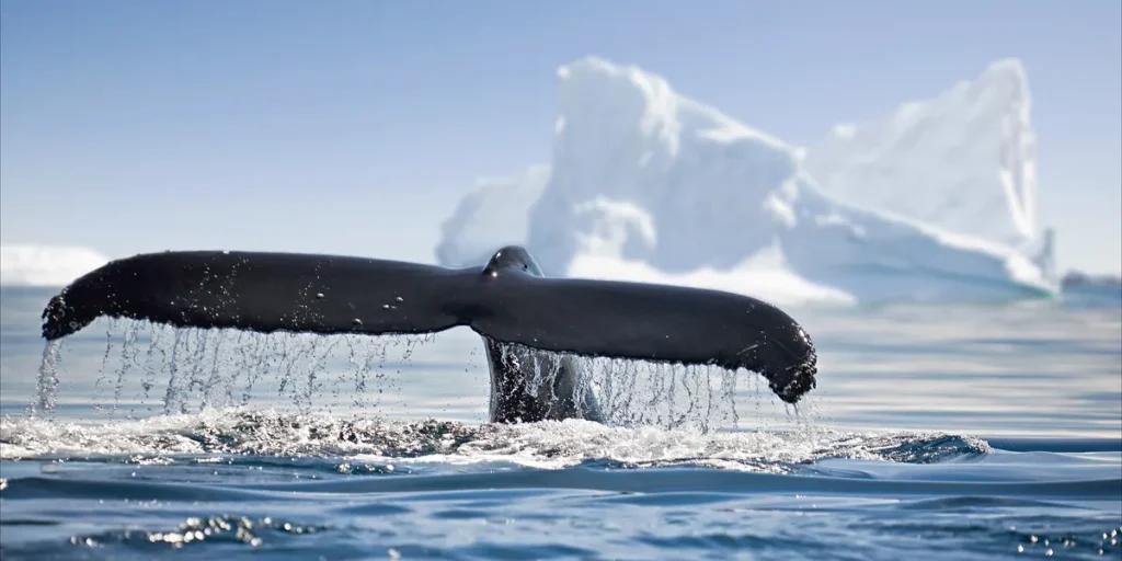 A whales tail