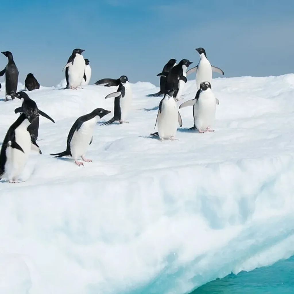 Penguins in Antarctica