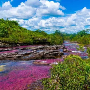 Cano Cristales 'Rainbow River'