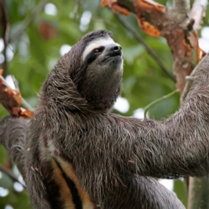Sloth