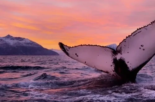 A whales tail at sunset
