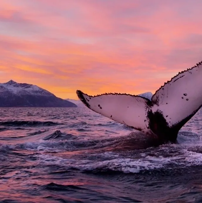 A whales tail at sunset