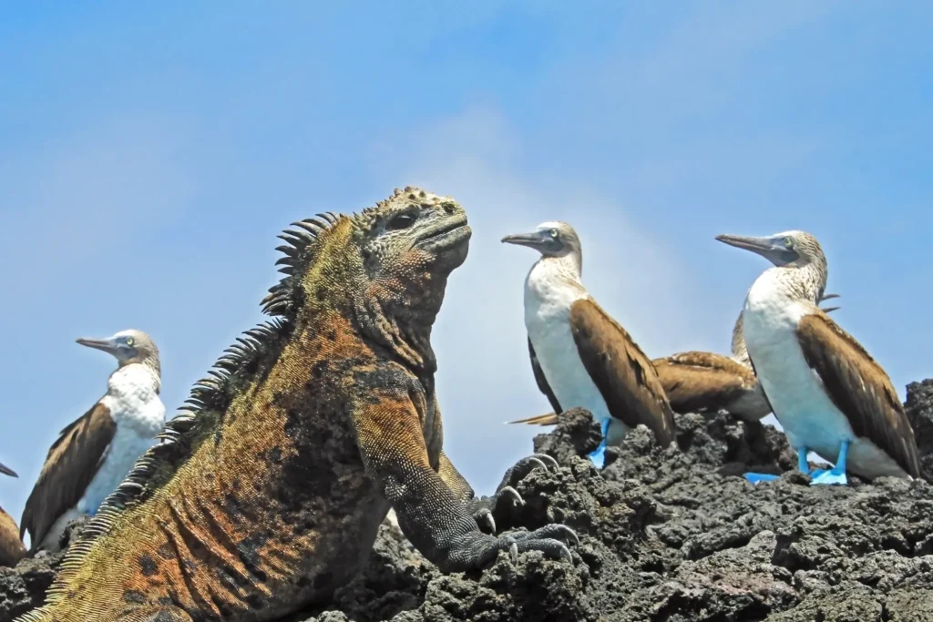 Marine Iguanas and blue-footed boobies