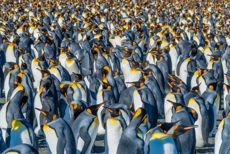 Sight incredible King penguins in the West Falklands Islands