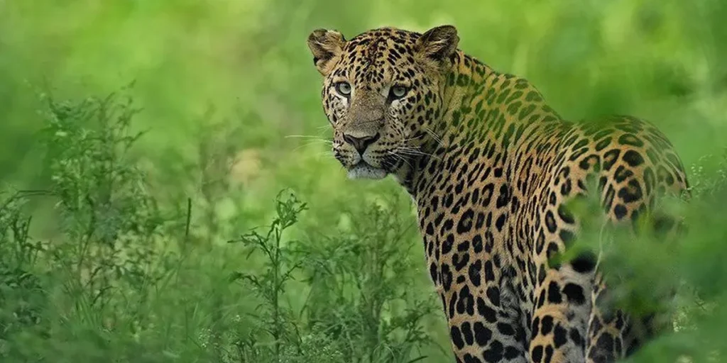Experience thrilling leopard safari's in Jawai, Rajasthan, India