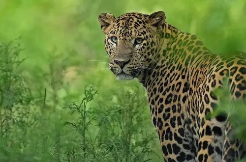 Indian leopard