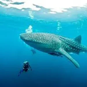 Swim with Whale Sharks