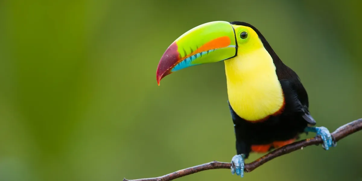 Tucan