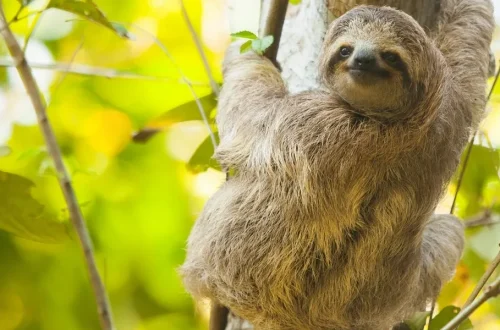 Sloth climbing