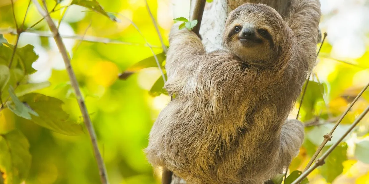 Sloth climbing