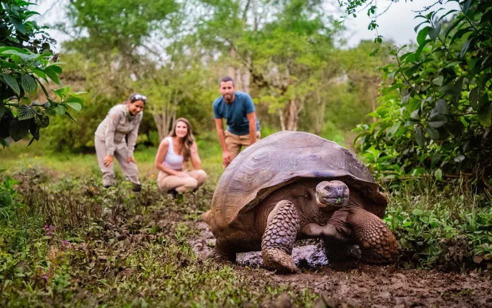 People looking at giant tortoise