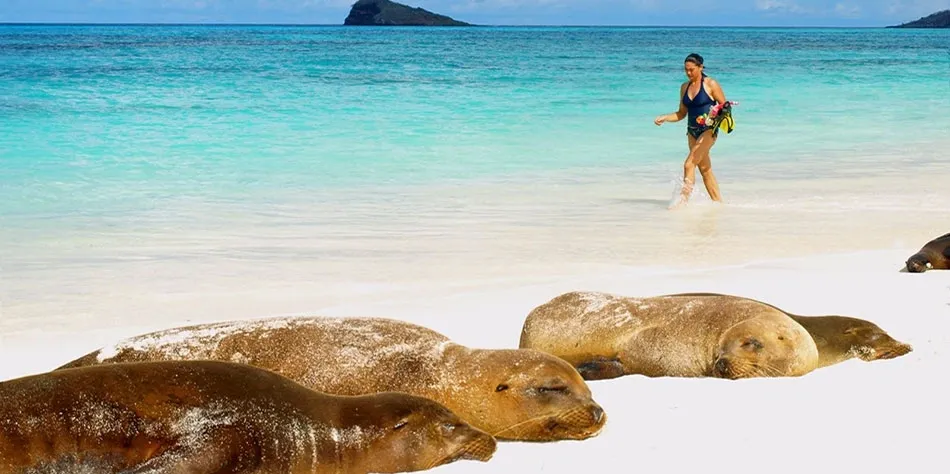 Woman walking along beach with seals