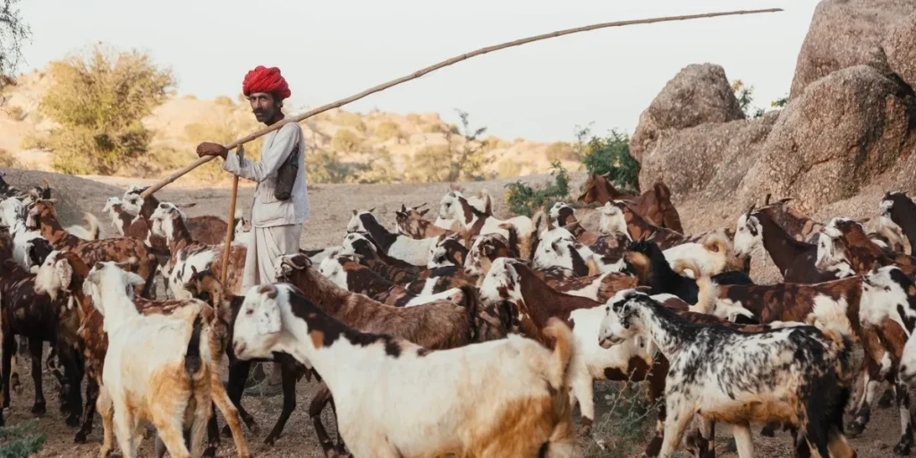 Local farmer herding goats in rural Rajasthan