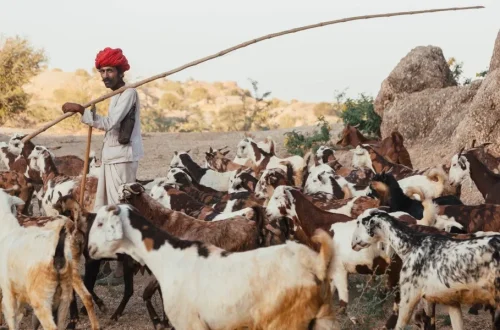 Man herding goats