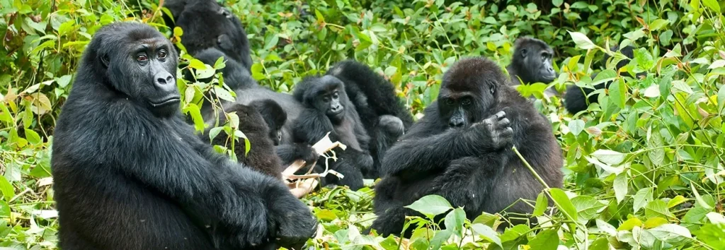 Mountain Gorillas